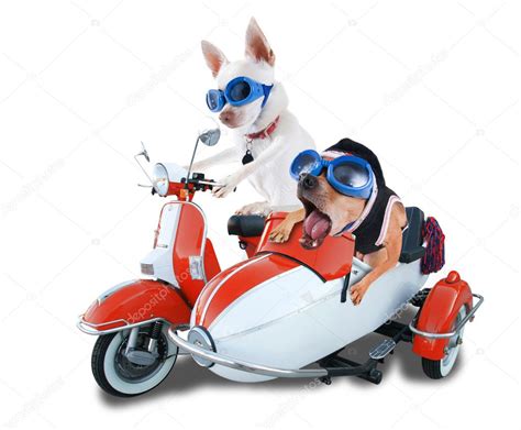 Scooter Sidecar Dog Scooter Dogs — Stock Photo © Graphicphoto 2734518