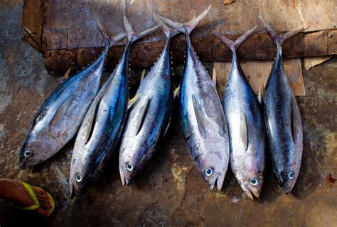 Ikan sarden homemade bisa kamu coba ketika merindukan sarden kalengan yang memang tidak boleh terlalu sering untuk. Gambar : makanan laut, segar, pasar, daging, Masakan ...