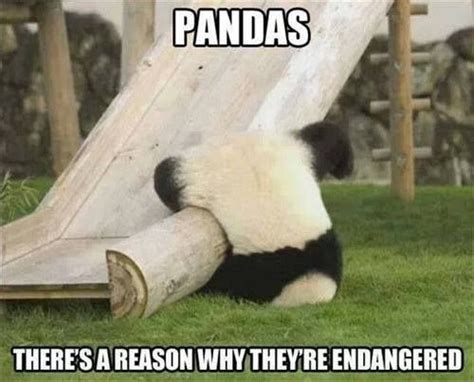 Why Pandas Are Endangered Funny Animal Pictures Funny Animals Cute