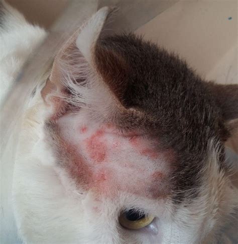 Diseases Does My Cat Have Ringworm Pets Stack Exchange