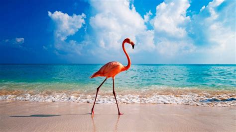 Flamingo Hd Images