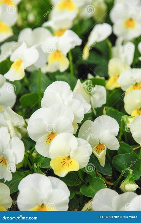 Heartsease Viola Or Violet Viola Is A Genus Of Flowering Plants In The