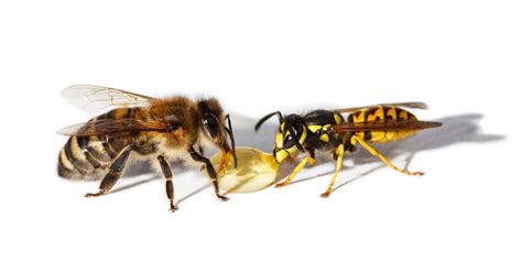 All You Need To Know About Bees And Wasps Long Island