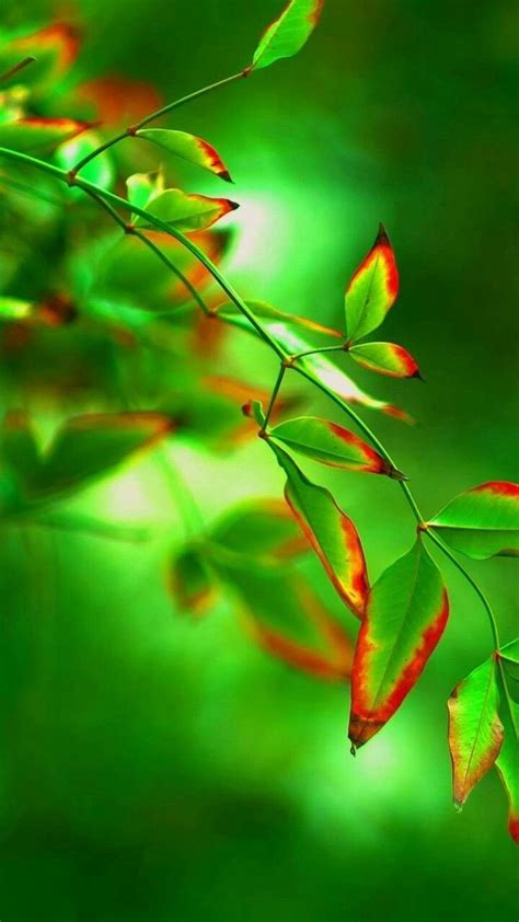 Pin By Cassy Chester On Trees Plants And Leaves Green Green