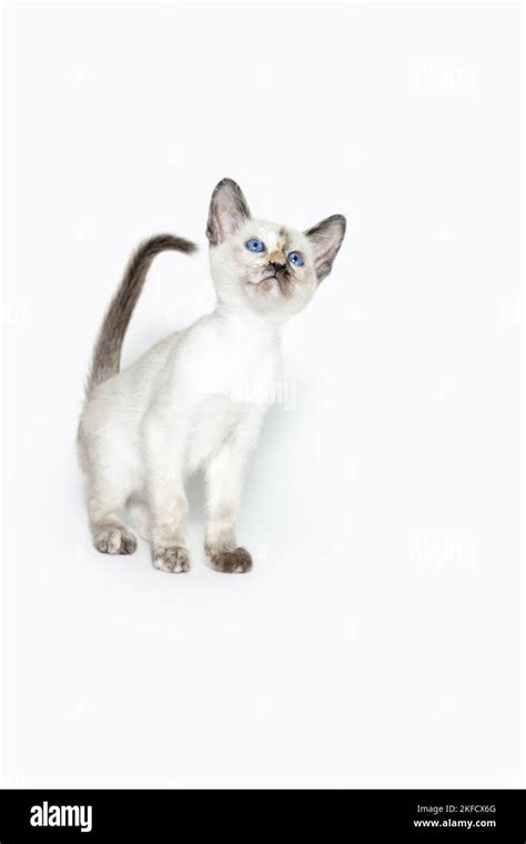 Balinese Cat Cut Out Stock Images And Pictures Alamy