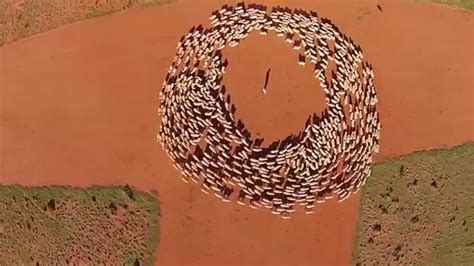 Amazing Drone Footage Of Sheep Herding Movements