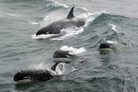 Scientists Find Mystery Killer Whales Off Cape Horn Chile