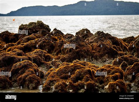 The Beautiful Seaweed Perching On Stone In The Sea With Abundance Of