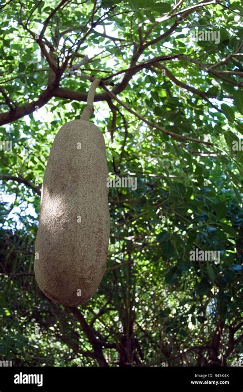 Sausage Tree Fruit Kigelia Pinnata Stock Photo Alamy