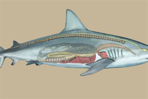 Shark Anatomy Archives Underwater360