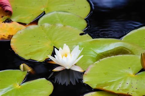 Lily Padsnaturewaterripplesreflection Free Image From