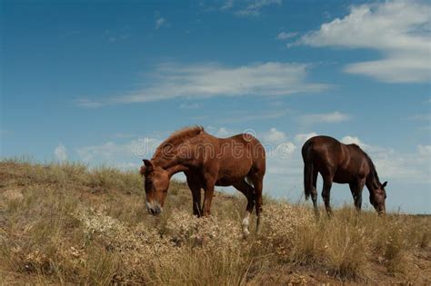 Grazing Horses In The Steppe Stock Photo Image Of Field Wild 33754336