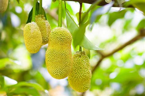 Jackfruit On Tree Tropical Fruit Stock Photo Image Of Asian Fruit