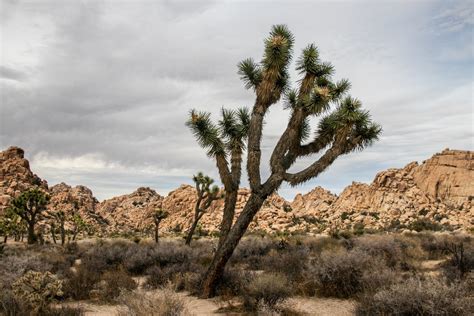 Free Stock Photo Of Joshua Trees In Desert