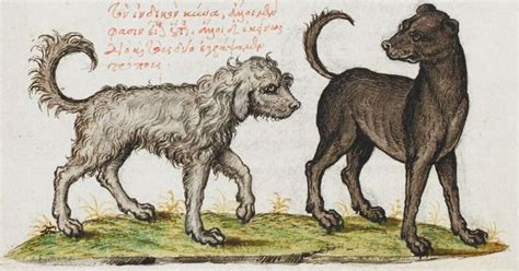 Dogs 2nd Quarter Of The 16th Century 3rd Quarter Of The 16th Century