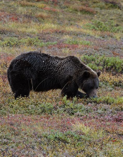 A Grizzly Bear In Denali National Park Fall Colors Is An Awesome Sight