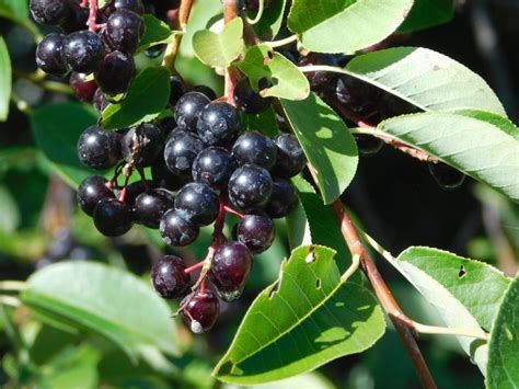The Chokecherry Why The Native Americans Prized This Survival Berry