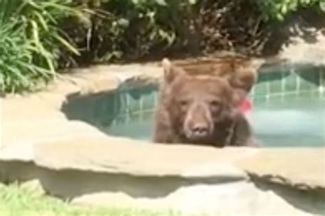 Bear Relaxes In Hot Tub Drinks Margarita