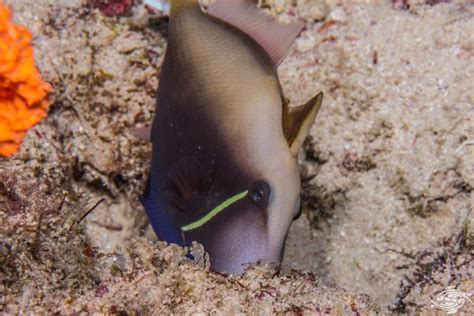 Halfmoon Triggerfish Facts And Photographs Seaunseen