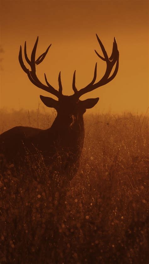 Deer Wallpaper En
