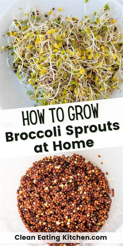 How To Grow Broccoli Sprouts Recipe Broccoli Sprouts Sprouts