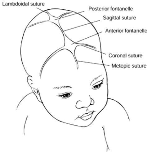 Healthy Growth And Development Of The Newborninfant Anesthesia Key