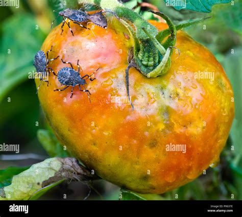 Brown Marmorated Stink Bugs Halyomorpha Halys Feeding On Garden