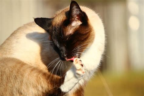 The Function Of Self Grooming In Cats PetHelpful