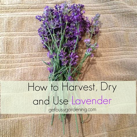 How To Harvest Dry And Use Lavender Get Busy Gardening