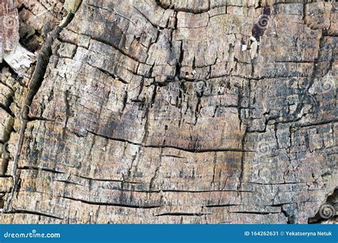 Cracked Pine Tree Trunk In Cross Section Stock Image Image Of Ring