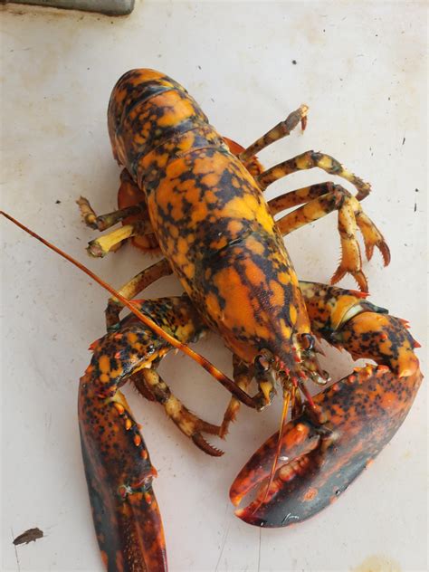Third And Most Colorful Calico Lobster Ive Caught In The 2019 Lobster