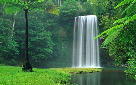 Picturesque Waterfall Between Green Trees Wallpapers And Images