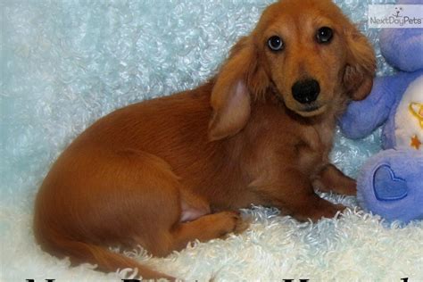 Member of mission city dachshund club of san antonio. Dachshund, Mini puppy for sale near Fort Dodge, Iowa ...