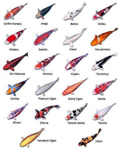 Chart Of 22 Most Common Types Of Koi Koi Fish Colors Koi Fish