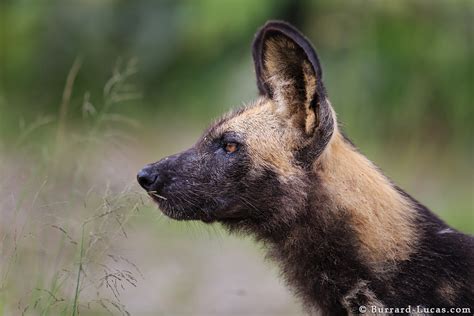 African Wild Dog Profile Burrard Lucas Photography