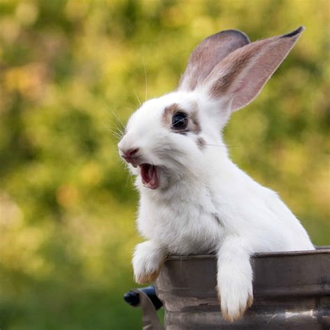 Why Do Rabbits Scream Simplyrabbits Rabbit Care
