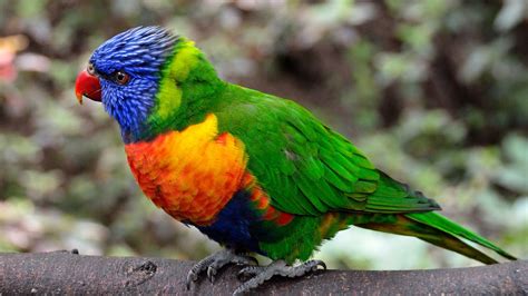 Colorful Parrot Bird Hd Birds 4k Wallpapers Images Backgrounds Photos And Pictures
