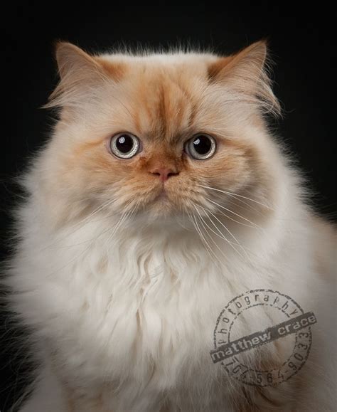 Persian himalayan kitten, flame point male, born may 30. 40 best My Newest Obsession: Flame Point Himalayans images ...