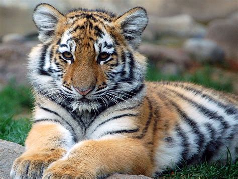 Cutest Wild Animal In The World Animal Picture Cute Tiger Cub Staring