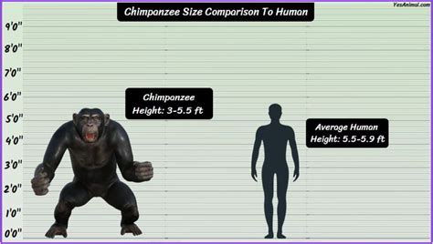 Chimpanzee Size: How Big Are They Compared To Others?