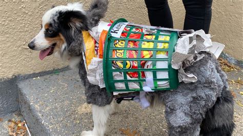 Tompkins Square Halloween Dog Parade Saved By Startup
