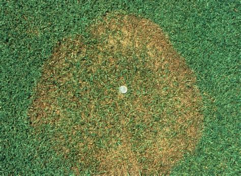 Turf Brown Patch Yellow Patch And Other Rhizoctonia Leaf And Sheath