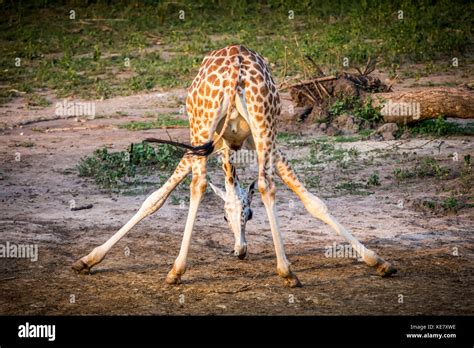 A Giraffe Giraffa In An Awkward Position With Legs Sprawled