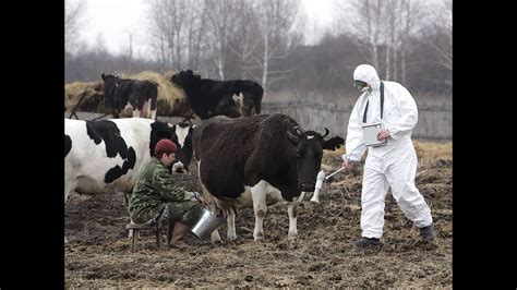 Chernobyl Nuclear Disaster Has Created Radioactive Animals