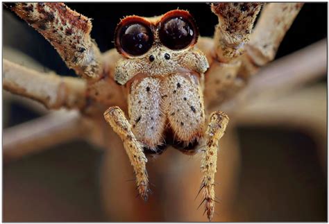 Why Do Spiders Need So Many Eyes But We Only Need Two Life