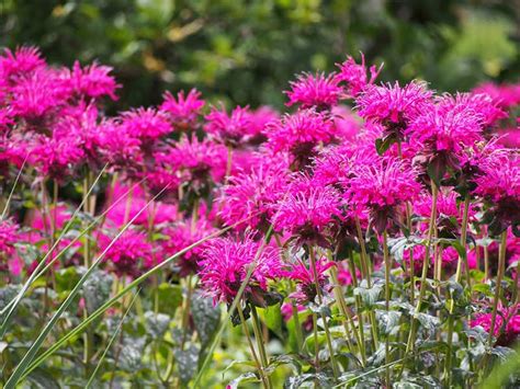 Perennial flowers safe for dogs. 10 Best Dog-Safe Perennials - Garden Lovers Club