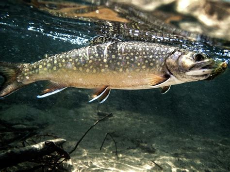 Pictures Of Brook Trout Colorado Trout Species Gold Medal Colorado