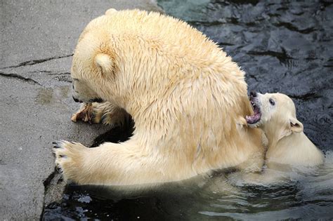 The Cutest Polar Bear In The World