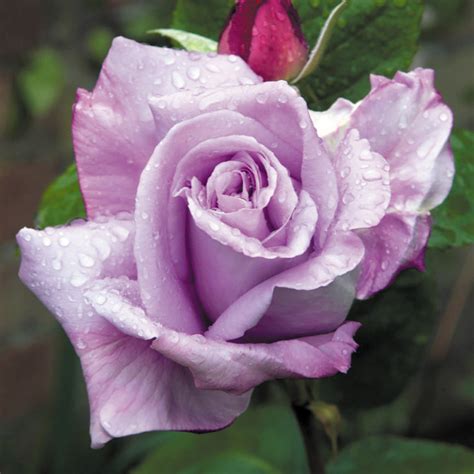 Blue Moon Hybrid Tea Rose