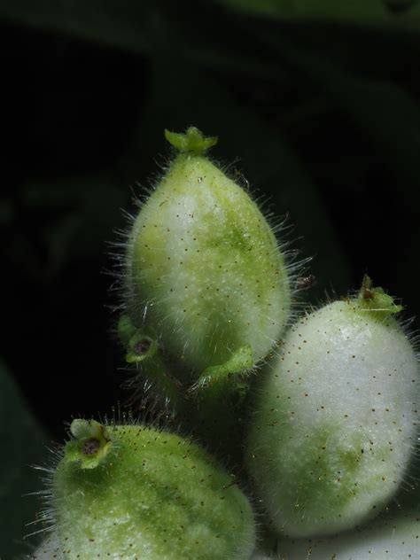 Triosteum Pinnatifidum Maxim Plants Of The World Online Kew Science
